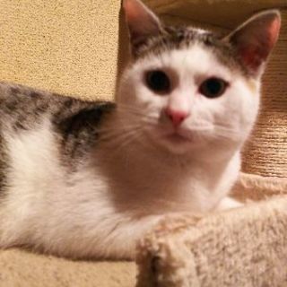 2017年8月産まれの子猫(男の子)の里親募集してます。