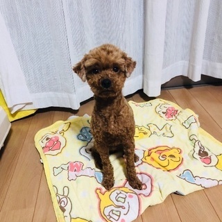 里親さんが見つかりました。ありがとうございました。