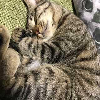 猫の里親募集しています