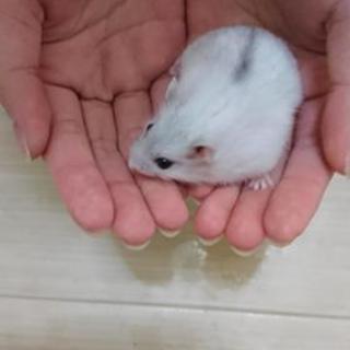 ジャンガリアンの赤ちゃん  残り1匹です