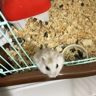 ハムスター お譲りします