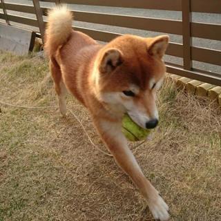 柴犬のグループのメンバー