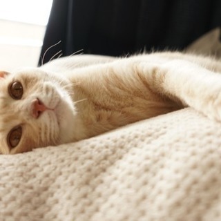 猫 2歳 メス 避妊手術済み