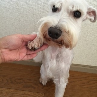 M.シュナウザー（ホワイト）ご家族募集します