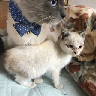里親見つかりました！！ありがとうございます！