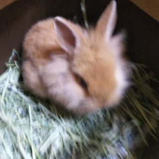 うさぎ飼っているかた - 足立区
