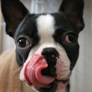 この子をよろしくお願いいたします
