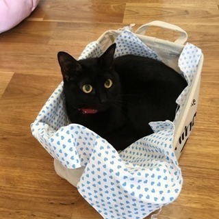 抱っこ大好き6ヶ月美猫