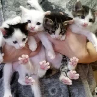 またまた、里親募集です。