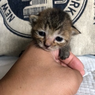 雨の中保護した子猫の里親さんになってくれる方