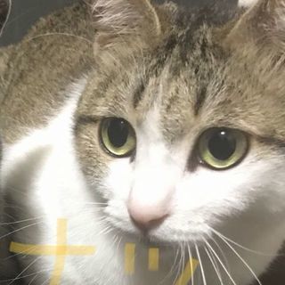 人懐っこい甘えん坊な子たち