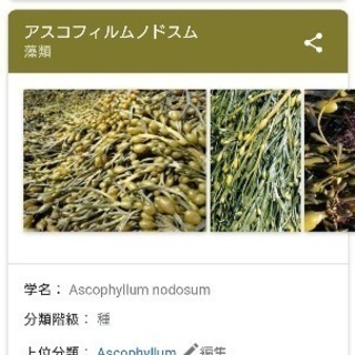 海のルアーフィッシング