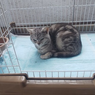 家族として迎えてくださる方募集しています