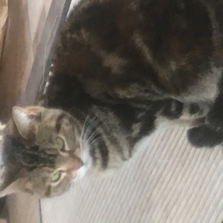 家族として迎えてくださる方を募集しています