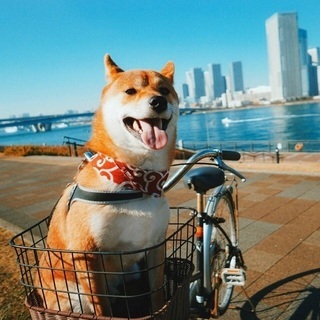 2歳の柴犬（赤）