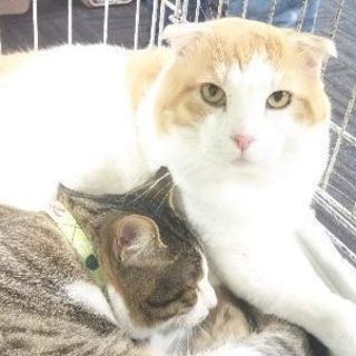名古屋市緑区で譲渡会を開催します。