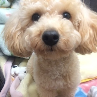 しつけ教室でご愛犬と一緒に学ぼう