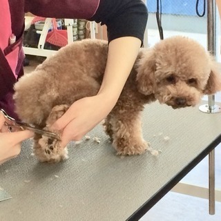 しつけ教室でご愛犬と一緒に学ぼうの画像