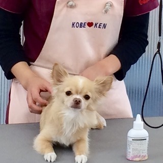 しつけ教室でご愛犬と一緒に学ぼうの画像