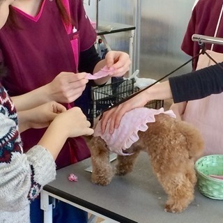 しつけ教室でご愛犬と一緒に学ぼうの画像