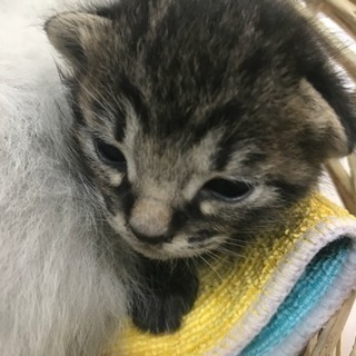 生後2週間の子猫ちゃん
