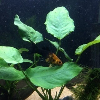 ★熱帯魚★ハーフブラックモーリー5匹