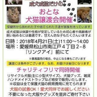 成犬成猫だけの譲渡会&犬猫グッズチャリティフリマ開催