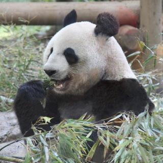 4月28日(土) 動物たちに癒される！！上野動物園に人気のパンダ...