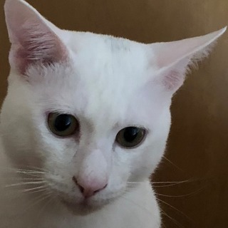 ８ケ月の白猫　男の子　人馴れ訓練中です。