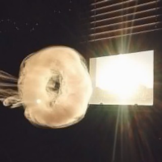 電子タバコ仲間を募集です