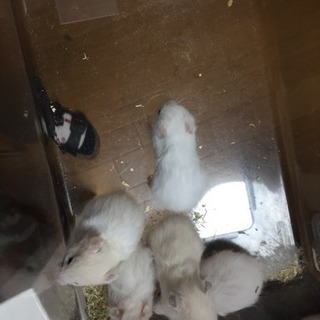 ロングヘアーハムスター