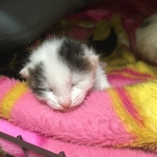 子猫