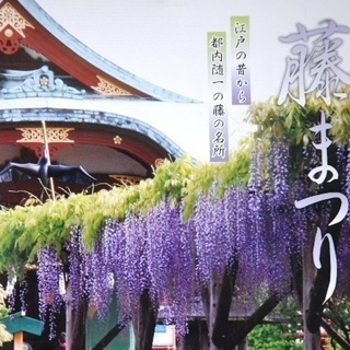 4/21 (土)  亀戸天神藤まつりと　ちょっとお得にピクニック