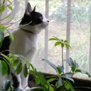 猫の里親募集 至急