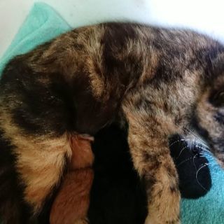 子猫ちゃんを引き取っていただける方募集