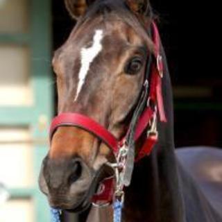 馬が可愛い！　馬好き！　競馬好きの方仲良くなりませんか？( ｀ー´)ノ