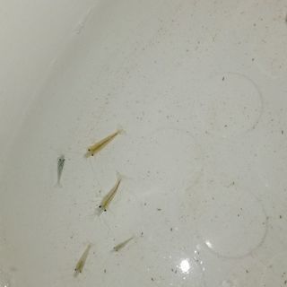 ミナミ