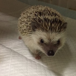 ハリネズミ　ソルト＆ペッパー　メス