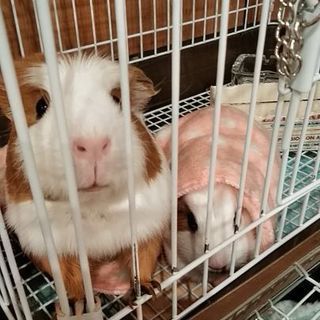 モルモットメス貰ってください。