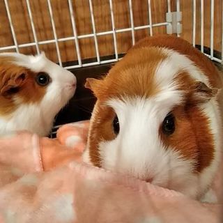 モルモットメス貰ってください。 - 甲斐市