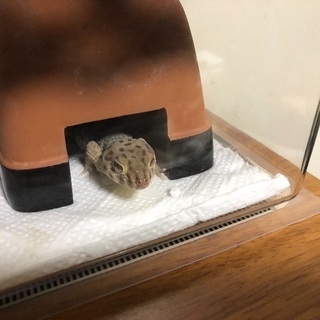 ロボロフスキースキンクヤモリです。