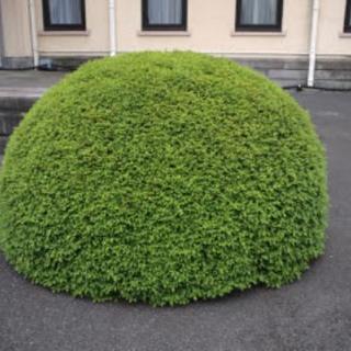 【ガーデンニング】最低価格¥1000～お庭の剪定、花壇等ご相談く...