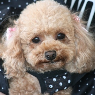 日曜日に自由な時間でトリミングを習おう！神戸愛犬美容専門学院　姫路校・神戸校の画像