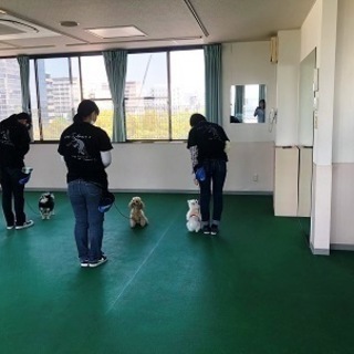 日曜日に自由な時間でトリミングを習おう！神戸愛犬美容専門学院　姫路校・神戸校の画像