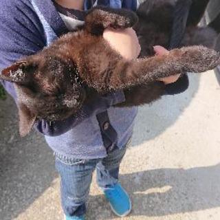 猫 生後7ヶ月 2匹 (2018.5.7更新)
