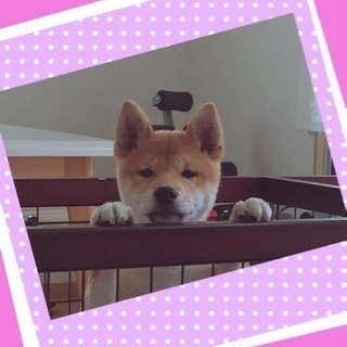 柴犬友達募集