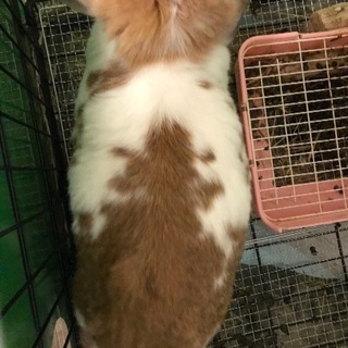 うさぎ  ロップイヤー♀ の里親を募集します。 - 吉川市