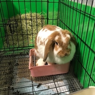 うさぎ  ロップイヤー♀ の里親を募集します。 - その他