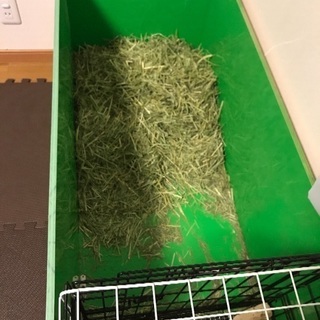 うさぎ  ロップイヤー♀ の里親を募集します。 − 埼玉県