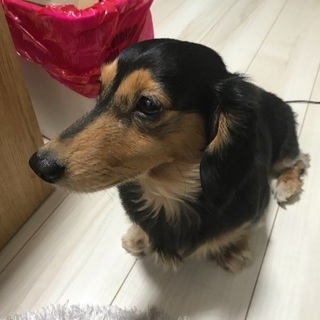 ダックス4歳メス